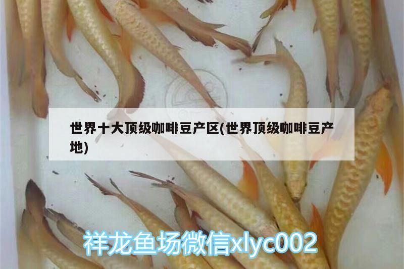 世界十大頂級咖啡豆產區(世界頂級咖啡豆產地)