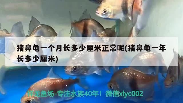 哪些生肖適合擺放金龍魚擺件，金龍魚擺件的寓意