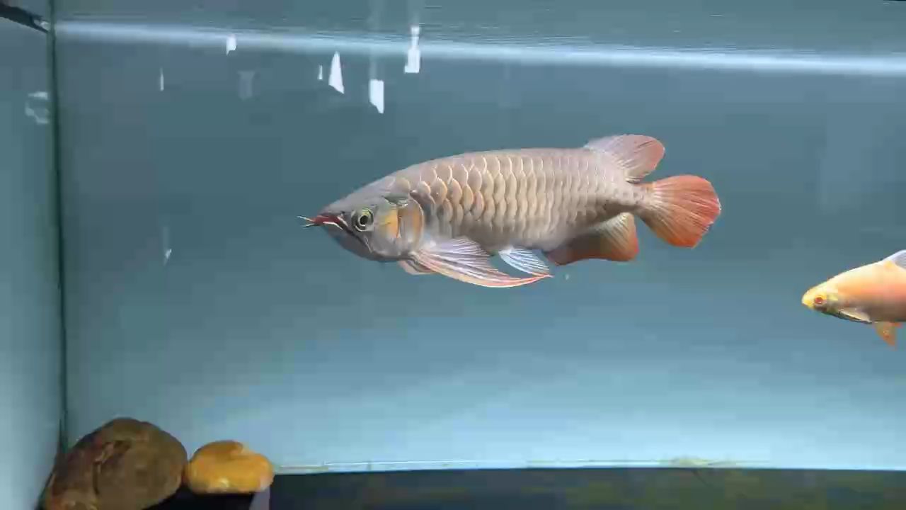 金龍魚翻鰓后多久會(huì)恢復(fù)？（金龍魚翻鰓后多久可以恢復(fù)正常喂食？）