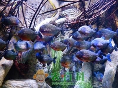虎魚吃冰凍過的泥鰍安全嗎：虎魚吃冰凍過的泥鰍安全嗎虎魚吃冰凍過的泥鰍安全嗎