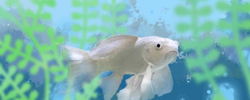 凌源賣觀賞魚的地方在哪兒呀（ 凌源漁具店都在哪）