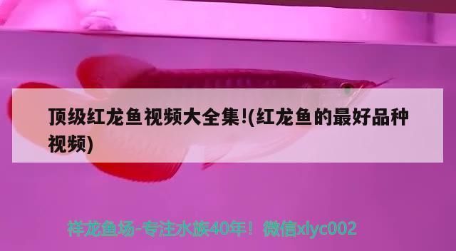 非洲鯽魚吃什么的(非洲鯽魚吃小魚嗎)