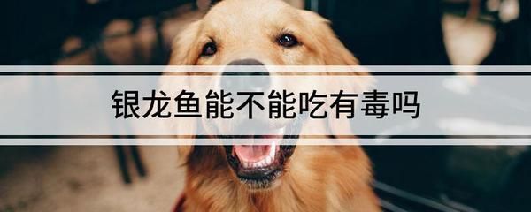 什么顏色的魚招財能力強？揭秘風水魚的顏色奧秘，揭秘招財風水魚，哪種顏色最能旺財運？