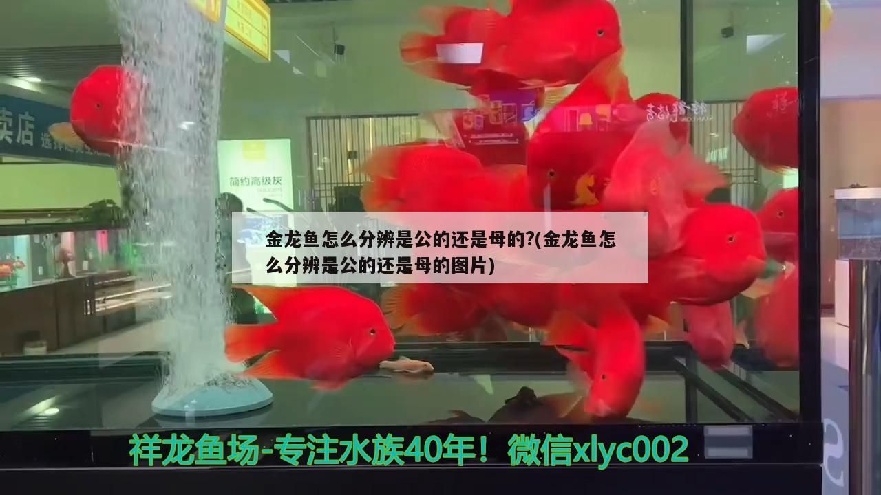 金龍魚怎么分辨是公的還是母的?(金龍魚怎么分辨是公的還是母的圖片)
