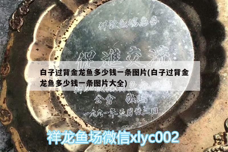 白子過背金龍魚多少錢一條圖片(白子過背金龍魚多少錢一條圖片大全)