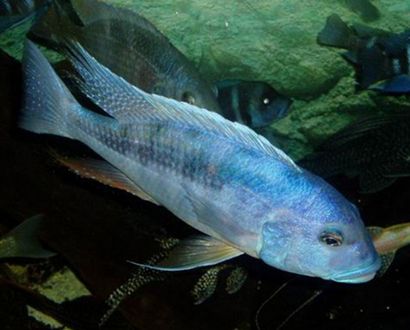 新手必看！這5種小魚好養還不用加氧，輕松打造低維護魚缸，新手必看！5種免加氧易養小魚，低維護魚缸輕松搞定