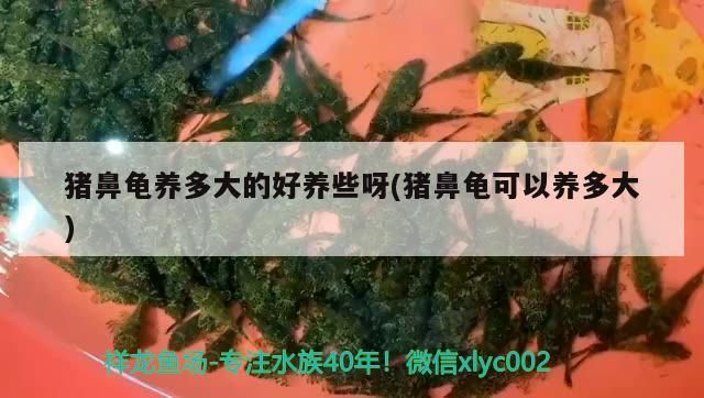 豬鼻龜養多大的好養些呀(豬鼻龜可以養多大)