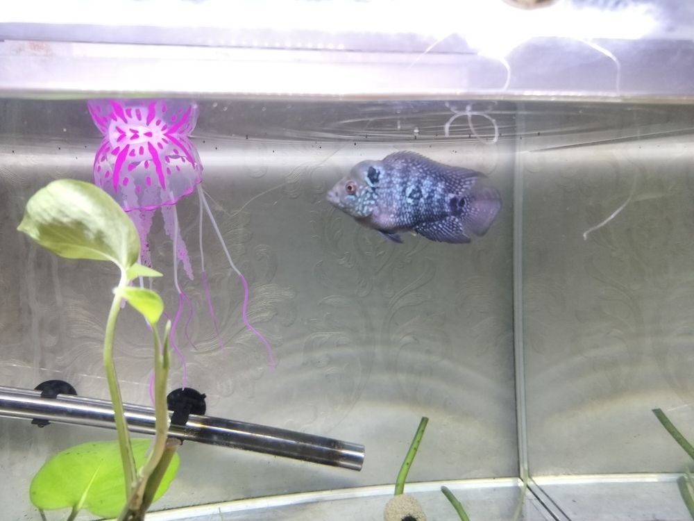 感覺有頭座了 龍魚論壇 第1張 感覺有頭座了 感覺有頭座了 龍魚論壇 第1張