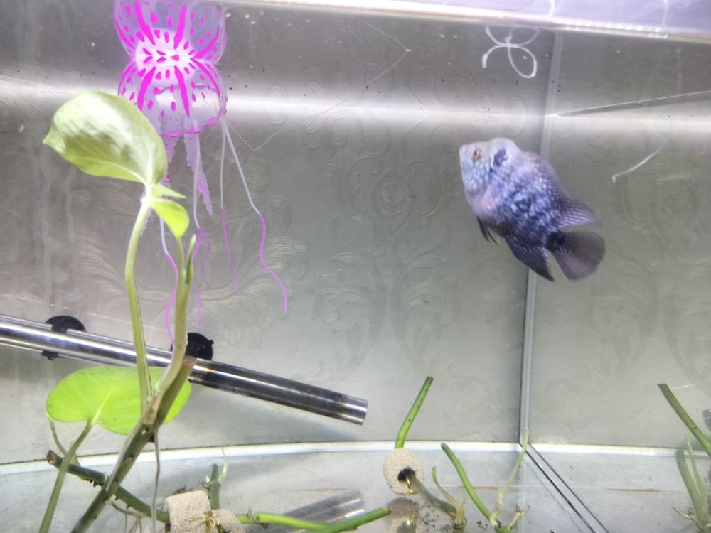感覺有頭座了 龍魚論壇 第2張 感覺有頭座了 感覺有頭座了 龍魚論壇 第2張