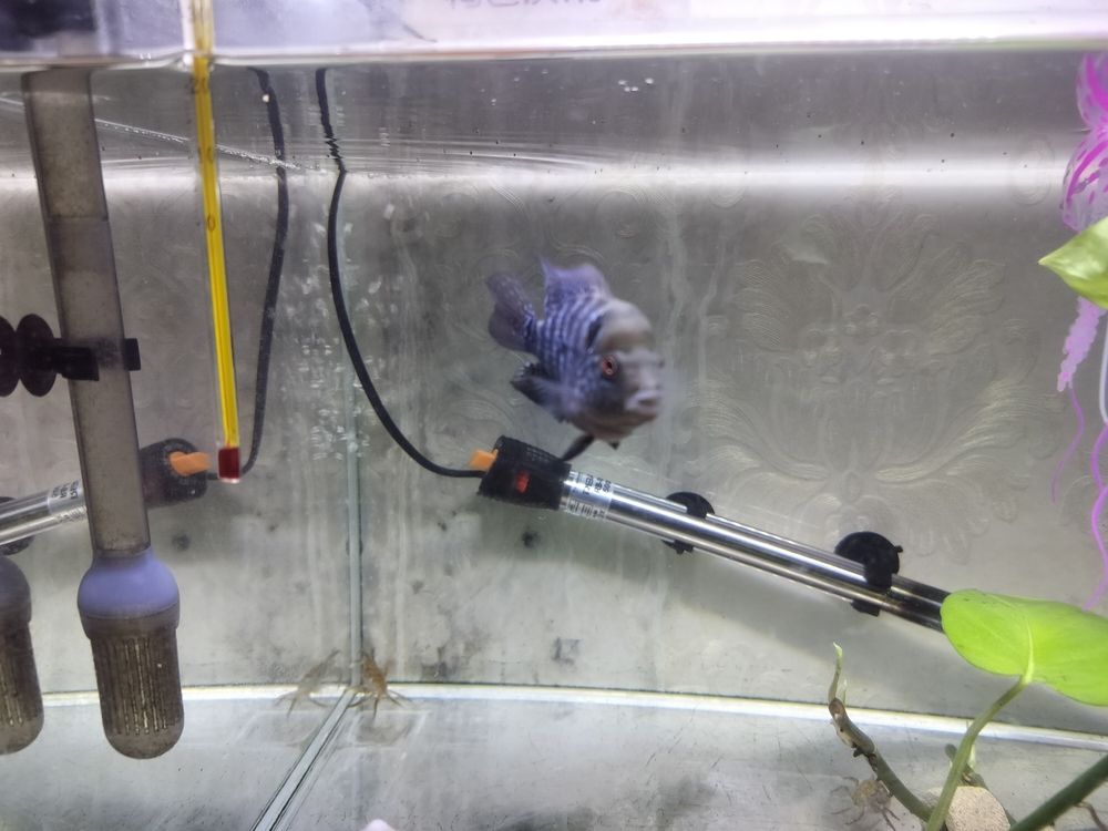 感覺有頭座了 龍魚論壇 第3張 感覺有頭座了 感覺有頭座了 龍魚論壇 第3張
