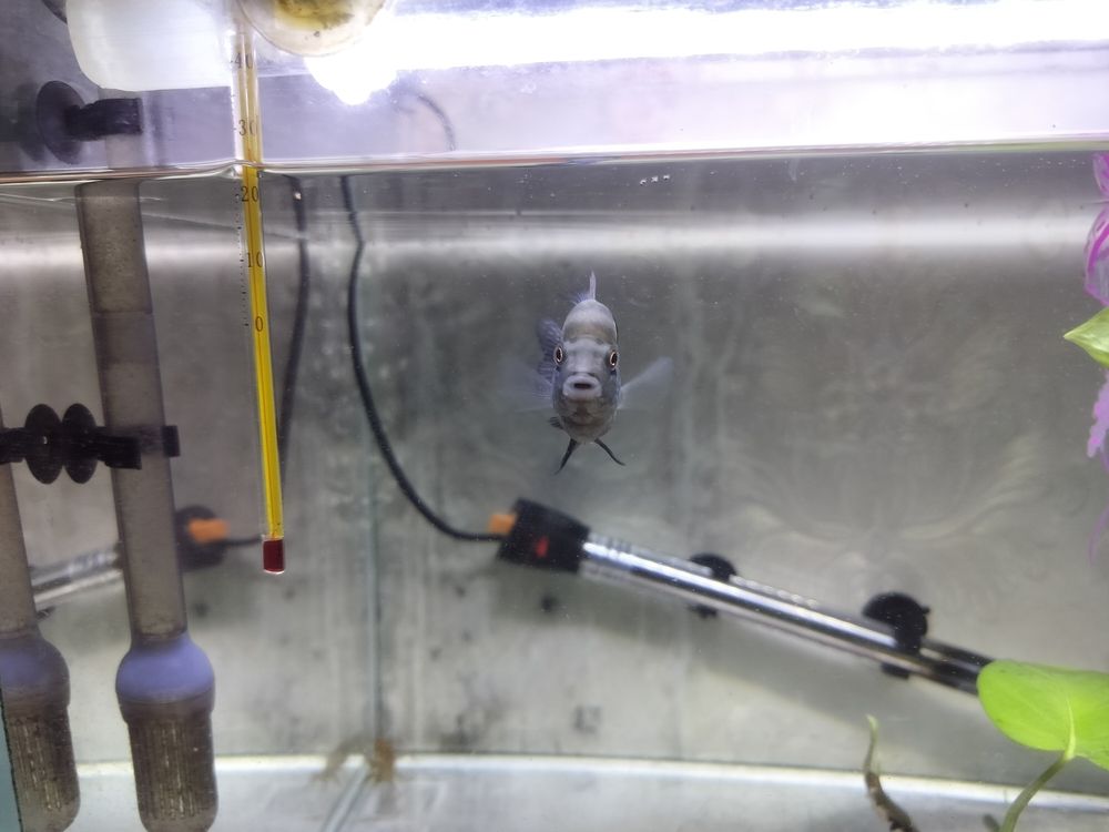 感覺有頭座了 龍魚論壇 第4張 感覺有頭座了 感覺有頭座了 龍魚論壇 第4張