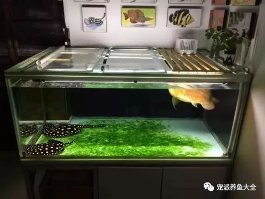什么屬相戴龍牌最好？屬相與龍牌佩戴的全面解析，屬相與龍牌佩戴指南，哪個屬相最適合戴龍牌？