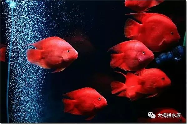 什么屬相不適合請龍龜？揭秘龍龜風(fēng)水禁忌，（注，由于用戶未提供具體內(nèi)容，此標(biāo)題是基于常見風(fēng)水話題生成的示例。若用戶提供相關(guān)內(nèi)容，將據(jù)此生成更精準的標(biāo)題。）