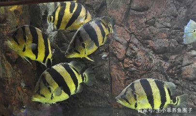飼養虎魚:飼養虎魚有哪些注意事項? 虎魚百科 第1張 飼養虎魚:飼養虎魚有哪些注意事項? 飼養虎魚:飼養虎魚有哪些注意事項? 虎魚百科 第1張