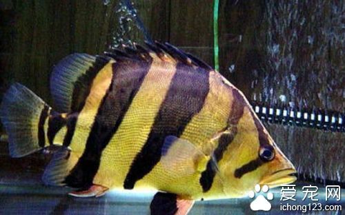 飼養虎魚：飼養虎魚有哪些注意事項？ 飼養虎魚：飼養虎魚有哪些注意事項？ 虎魚百科 第3張