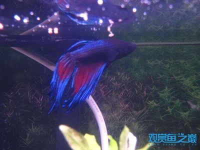 什么人鎮(zhèn)不住貔貅？揭秘貔貅的禁忌與佩戴講究，揭秘貔貅佩戴禁忌，哪些人不宜駕馭招財神獸？