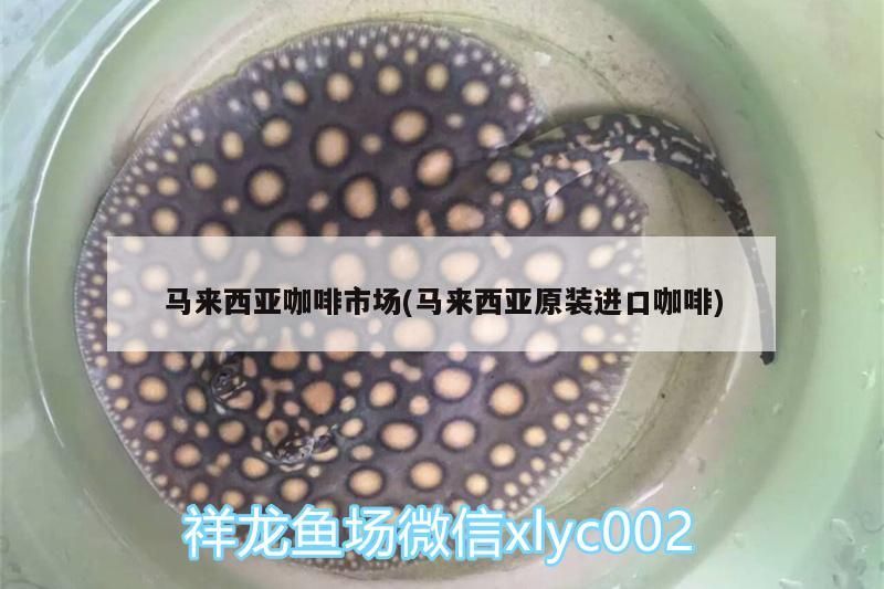 馬來西亞咖啡市場(馬來西亞原裝進口咖啡) 馬來西亞咖啡市場(馬來西亞原裝進口咖啡) 馬來西亞咖啡