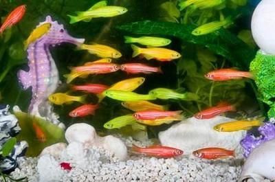 觀賞魚的挑選（如何挑選觀賞魚）