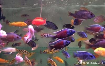 觀賞魚的挑選（如何挑選觀賞魚）