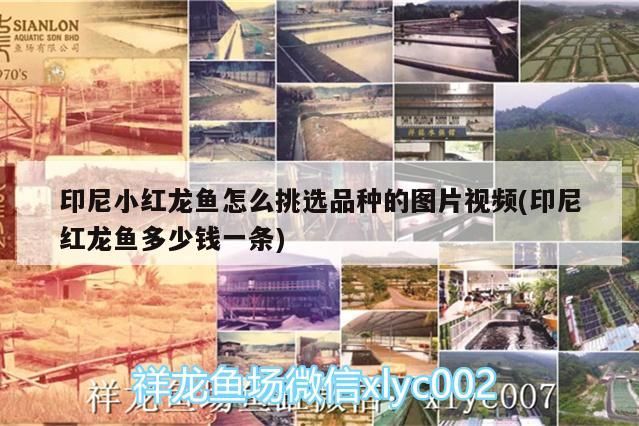 印尼小紅龍魚怎么挑選品種的圖片視頻(印尼紅龍魚多少錢一條)