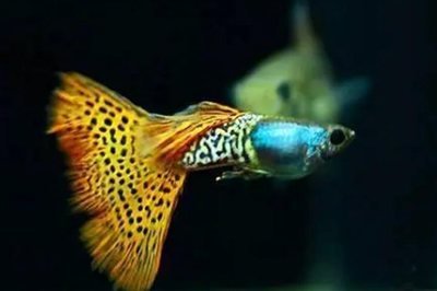 如何有效清除魚缸里的魚糞？全面清潔指南，魚缸魚糞清除全攻略，高效清潔方法與步驟