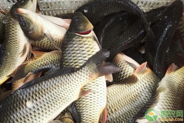 如何有效清除魚缸里的魚糞？全面清潔指南，魚缸魚糞清除全攻略，高效清潔方法與步驟