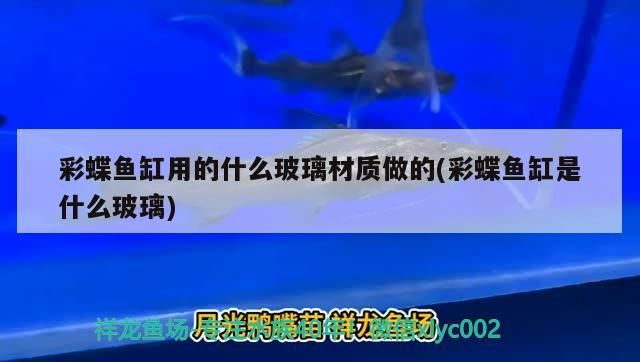 與君往