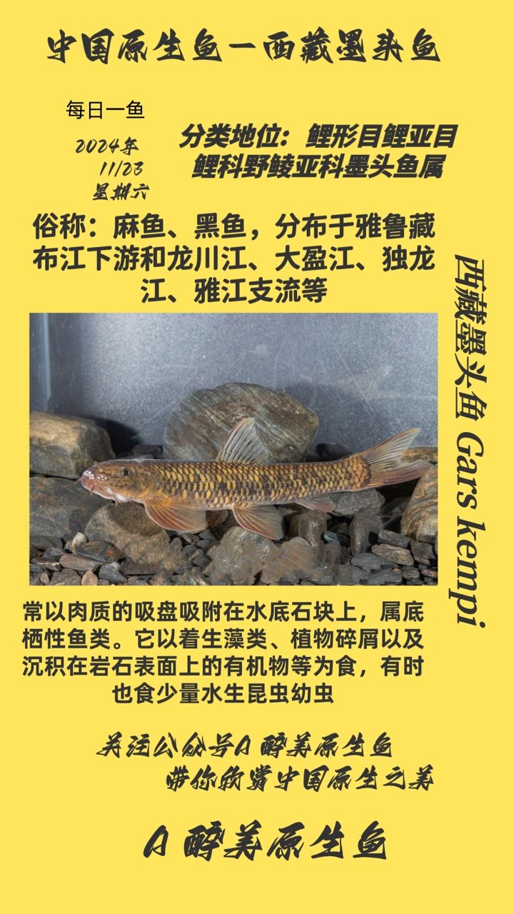 西藏墨頭魚