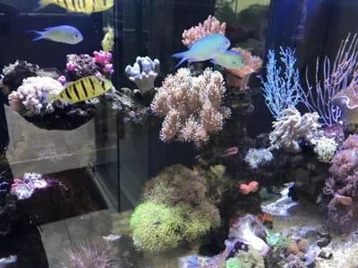 水族館賺錢嗎（水族館市場調研方法[需手動填充]水族館市場調研方法創業好處）