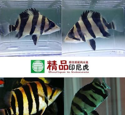 印尼虎魚苗怎么養活的快些：如何快速養活印尼虎魚苗