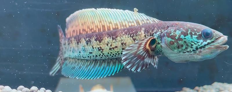 龍魚寄生蟲有什么表現vs祥龍魚場：祥龍魚場的龍魚品種介紹