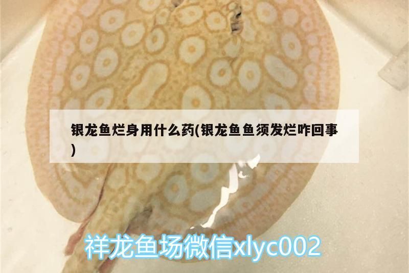 魚缸 銀龍魚爛身用什么藥(銀龍魚魚須發爛咋回事) 銀龍魚百科 銀龍魚爛身用什么藥(銀龍魚魚須發爛咋回事) 銀龍魚爛身用什么藥(銀龍魚魚須發爛咋回事) 銀龍魚百科