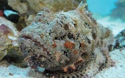 虎魚很毒嗎：虎魚很毒嗎？