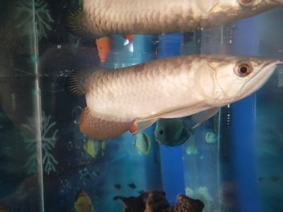 虎魚(yú)為什么吃了吐：虎魚(yú)吃了吐是怎么回事