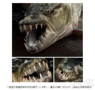 虎魚(yú)為什么吃了吐：虎魚(yú)吃了吐是怎么回事