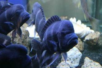 開個水族館賣觀賞魚掙錢嗎現在：開一個水族館賣觀賞魚是否掙錢
