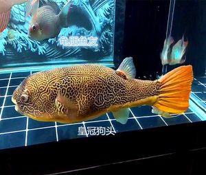 深海養殖網箱設備價格解析，投資成本與市場前景，深海養殖網箱設備投資指南，成本分析及市場前景預測 深海養殖網箱設備價格解析，投資成本與市場前景，深海養殖網箱設備投資指南，成本分析及市場前景預測 龍魚百科 第2張