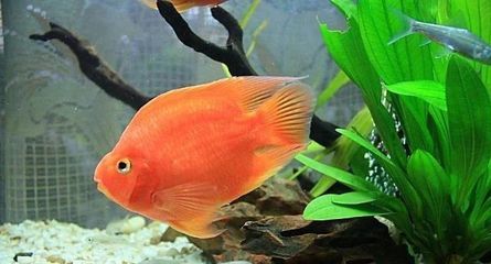 最常見的觀賞魚叫什么：最常見的觀賞魚叫什么叫什么叫什么叫什么觀賞魚