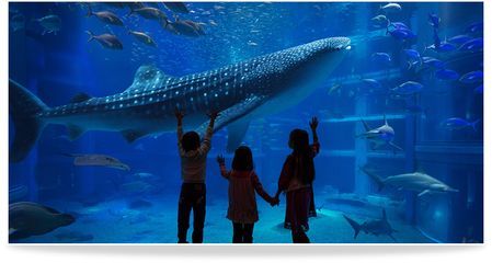 水族館票價是多少（上海海洋水族館官網票價攜程上海海洋水族館官網票價）