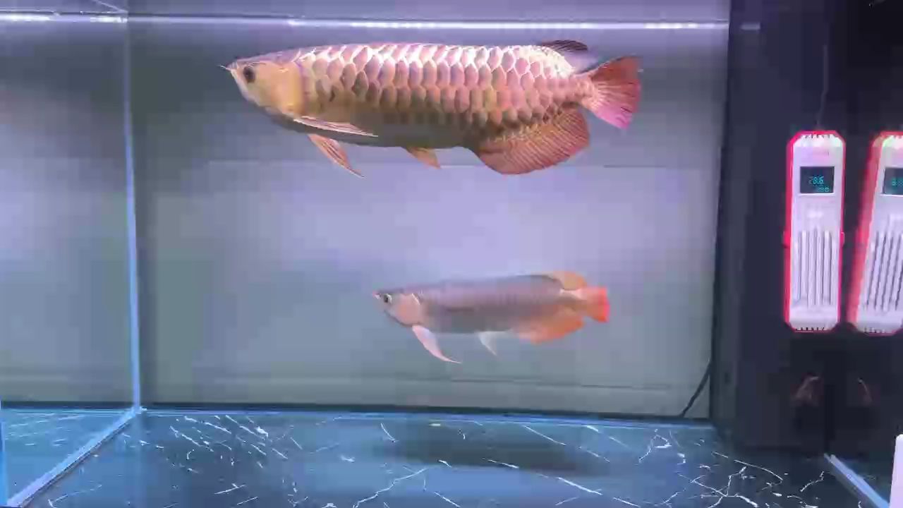 每周換水！