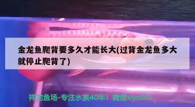 金龍魚爬背要多久才能長大(過背金龍魚多大就停止爬背了) 金龍魚爬背要多久才能長大(過背金龍魚多大就停止爬背了) 金龍魚百科