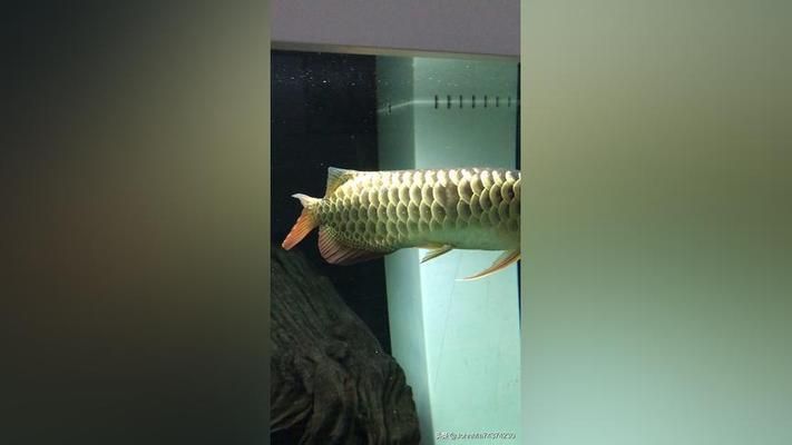 龍魚外寄用大白片還是傲深vs祥龍魚場：傲深vs祥龍魚場對比龍魚外寄病的預防方法