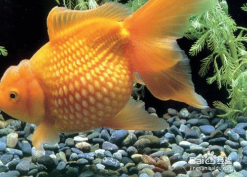上供魚用什么魚好？傳統習俗與吉祥寓意的完美選擇，上供魚選什么魚好？傳統習俗與吉祥寓意的最佳選擇