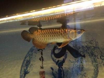 過背金龍魚10多斤能長多大：過背金龍魚10多斤能長多大查詢過背金龍魚成長速度記錄