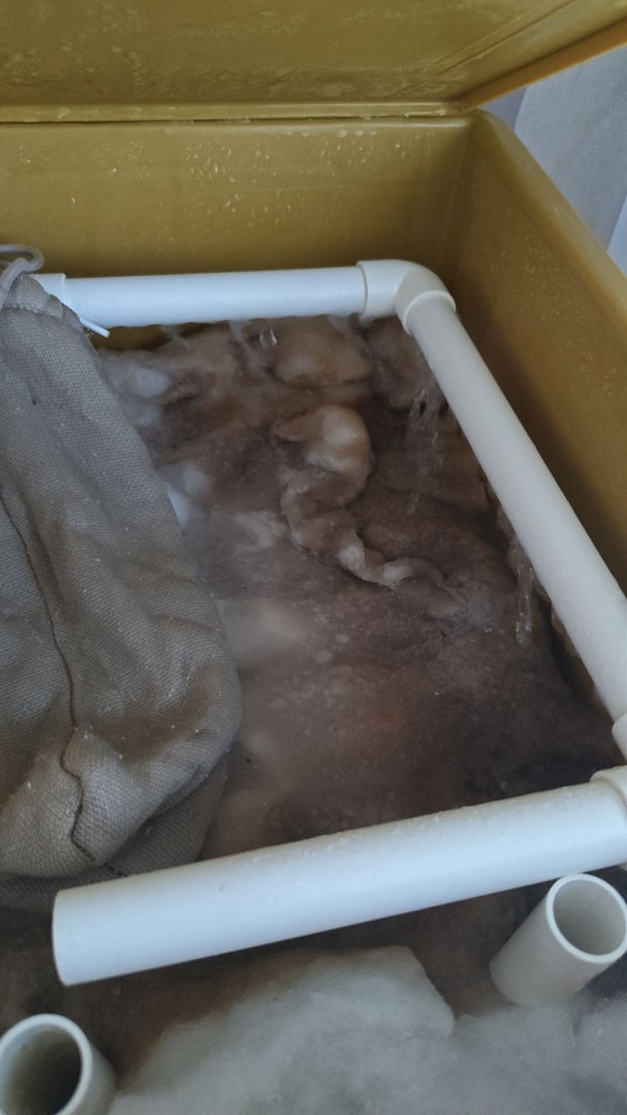 我的虎魚真菌感染了要怎么處理 臟了 龍魚論壇 臟了 臟了 龍魚論壇