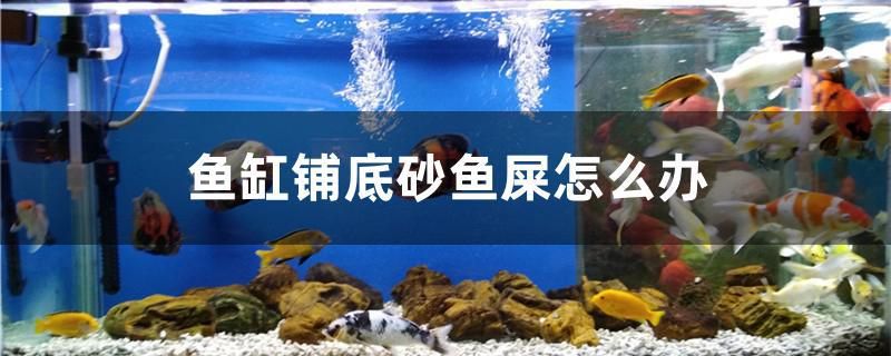 魚缸過濾器選購指南:自制魚缸過濾器魚缸上置過濾器對于養(yǎng)魚愛好者的必備知識 魚缸鋪底砂魚屎怎么辦 黃金貓魚百科 魚缸鋪底砂魚屎怎么辦 魚缸鋪底砂魚屎怎么辦 黃金貓魚百科