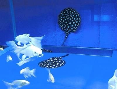 魟魚下藥不適應：魟魚下藥不適應[需手動填充]魚下藥不適應