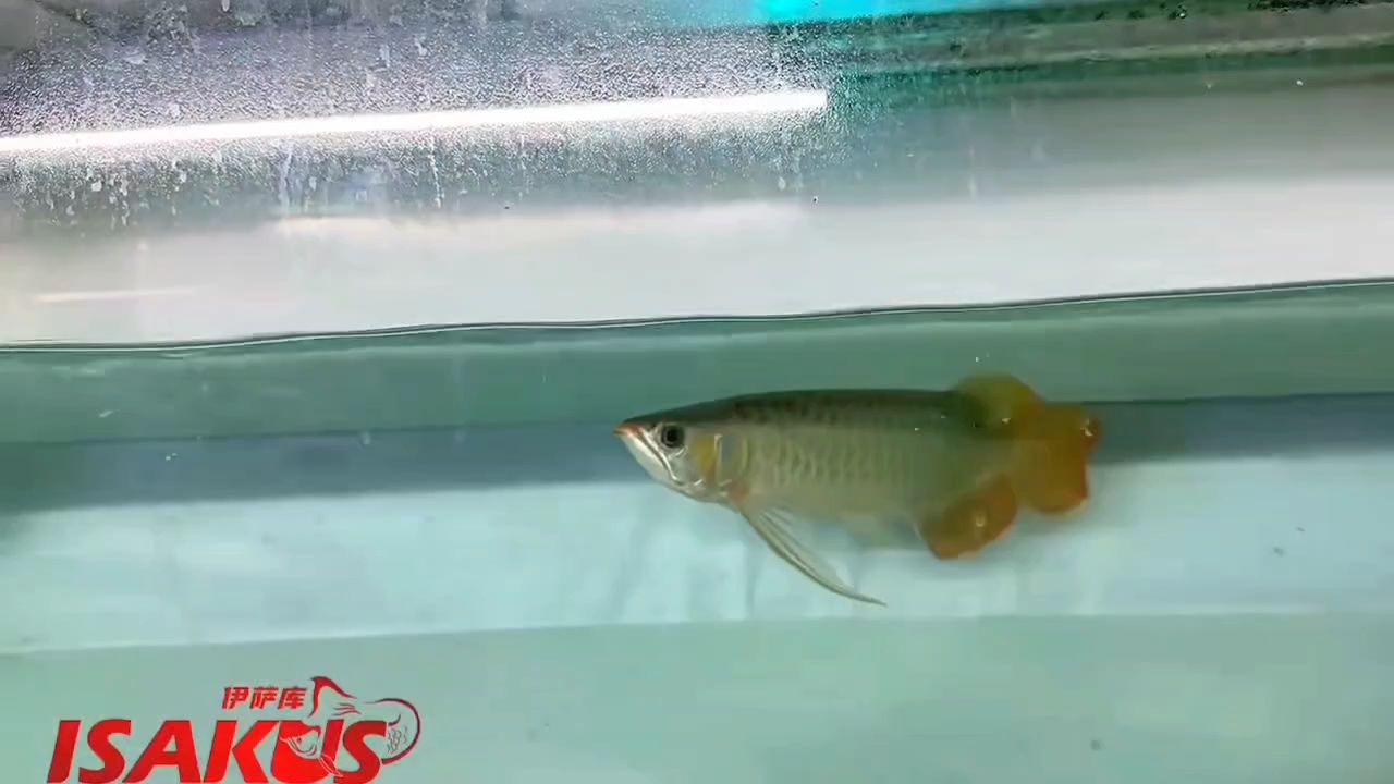 來看看德魯斯的鱗片質感