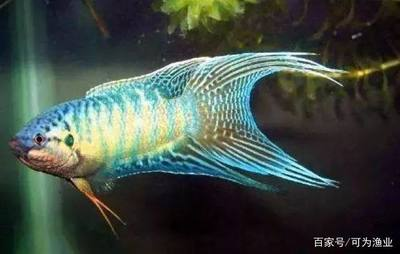 上墳最忌三種魚，傳統禁忌與現代反思，上墳禁忌，三種魚背后的傳統忌諱與現代思考