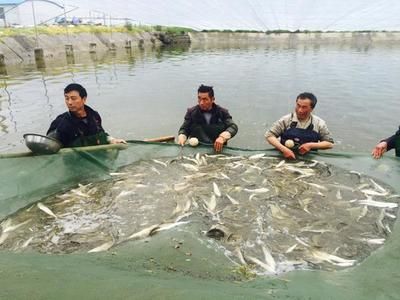 上墳的魚，帶鱗還是不帶鱗？傳統習俗中的文化深意，上墳用魚帶鱗與否？揭秘傳統祭祀中的文化寓意 上墳的魚，帶鱗還是不帶鱗？傳統習俗中的文化深意，上墳用魚帶鱗與否？揭秘傳統祭祀中的文化寓意 龍魚百科 第2張